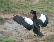 Muscovy duck